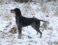 Bluetick coonhound_1