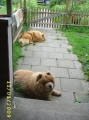 Bild på Chow chow