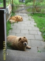 Chow chow_1