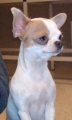 Chihuahua_3