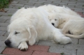 Golden retriever_3