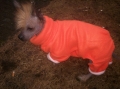 Chinese crested dog_2