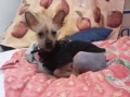 Chinese crested dog_1
