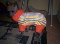 Chinese crested dog_3