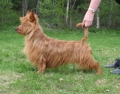 Australisk terrier_3