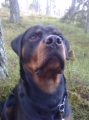 Rottweiler_3
