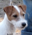 Parson russell terrier_1