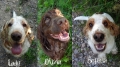 Cocker spaniel_1