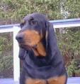 Bild på Black and tan coonhound