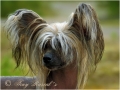 Chinese crested dog_2