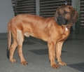 Hannoveransk viltspårhund_1
