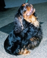Bild på King charles spaniel