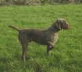 Pudelpointer_1