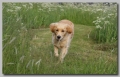 Golden retriever_2