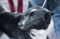 Rysk europeisk lajka_1