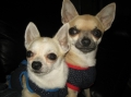 Chihuahua_2