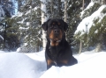 Rottweiler_2