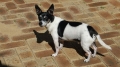 Tenterfield terrier_2