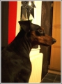 Pinscher_1