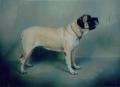 Mastiff_2