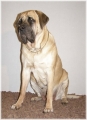 Mastiff_1