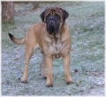 Mastiff_3