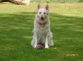 Vit herdehund_3