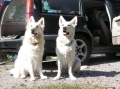 Bild på Vit herdehund