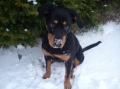 Rottweiler_1