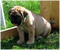Mastiff_1