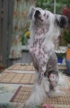 Chinese crested dog_1