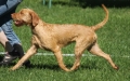 Bild på hund