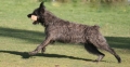 Bild på hund