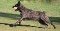 Bouvier des ardennes_2