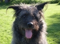 Bouvier des ardennes_1