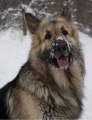 Bild på hund