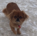 Bild på hund