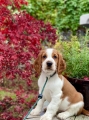 Bild på hund
