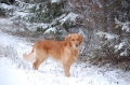 Golden retriever_3