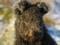 Pumi_1