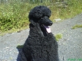 Pudel_1