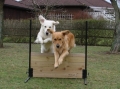 Golden retriever_1