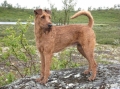 Bild på Irländsk terrier