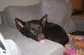 Australian kelpie_2