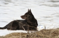 Australian kelpie_1