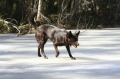 Australian kelpie_3