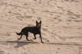 Australian kelpie_2