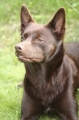 Australian kelpie_1