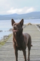 Australian kelpie_3