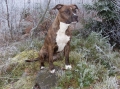 American staffordshire terrier_3